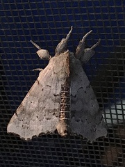 Olceclostera seraphica