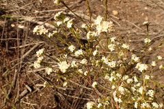 Lachnaea burchellii