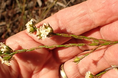 Lachnaea burchellii