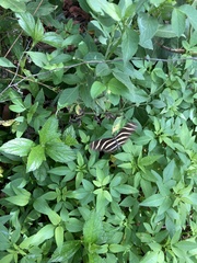 Heliconius charithonia