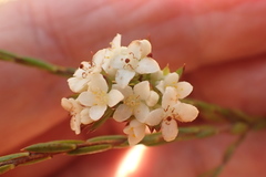 Lachnaea burchellii