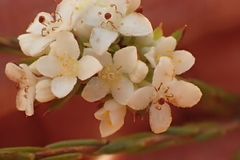 Lachnaea burchellii