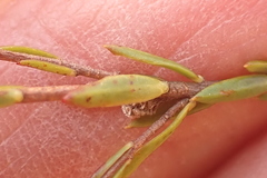 Lachnaea burchellii