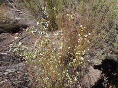 Lachnaea burchellii