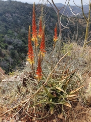 Aloe lutescens