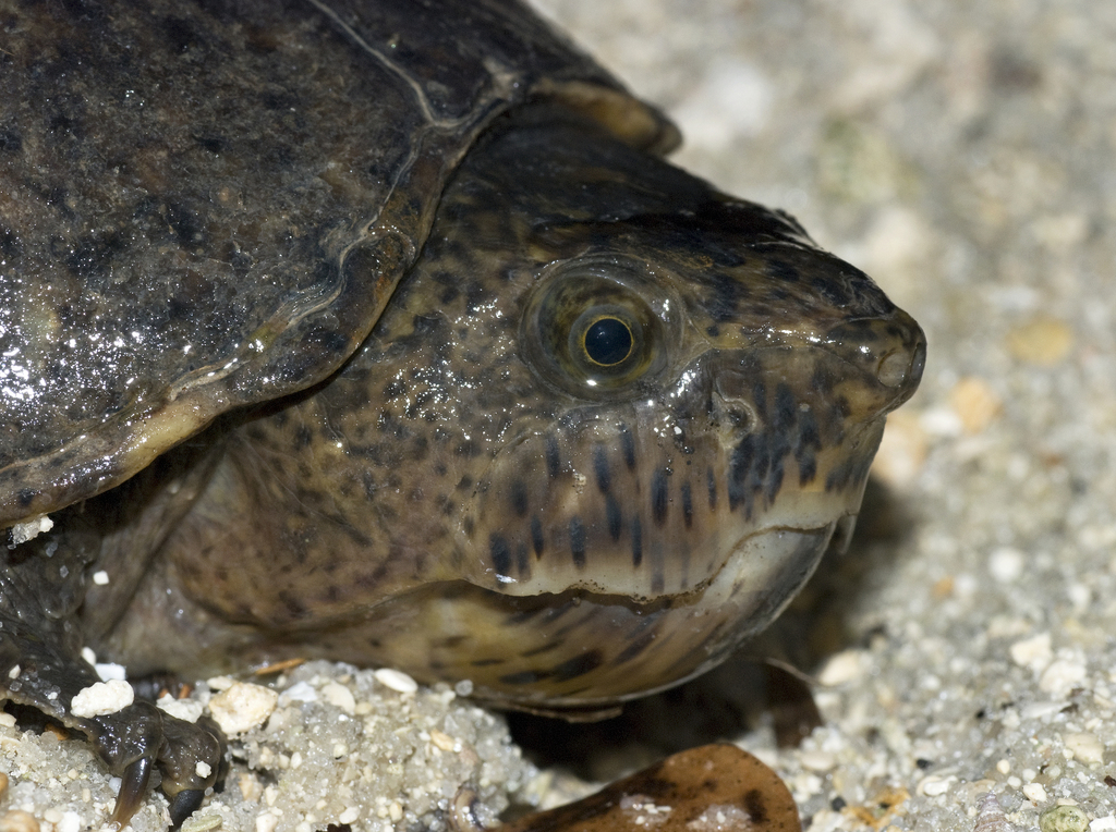 Loggerhead Musk Turtle