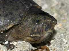 Sternotherus minor