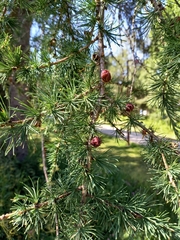 Larix decidua