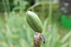 Irideae