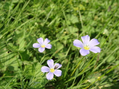 Linum extraaxillare