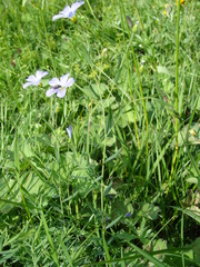 Linum extraaxillare