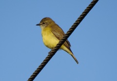 Microeca flavigaster