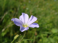 Linum extraaxillare
