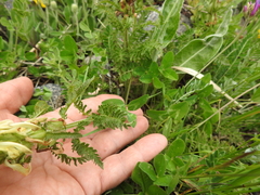 Pedicularis chroorrhyncha