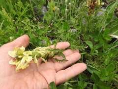 Pedicularis chroorrhyncha