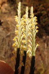 Struthiola fasciata