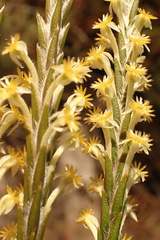Struthiola fasciata