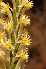 Struthiola fasciata