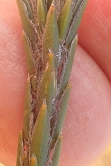 Struthiola fasciata