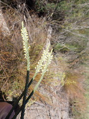 Struthiola fasciata