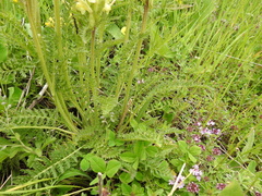 Pedicularis chroorrhyncha