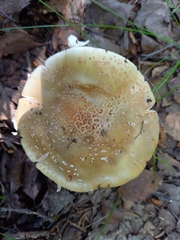 Amanita rubescens