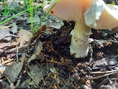 Amanita rubescens