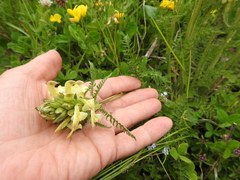 Pedicularis chroorrhyncha