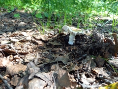 Amanita rubescens