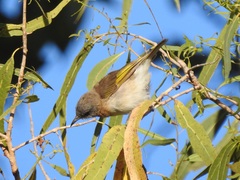Conopophila albogularis