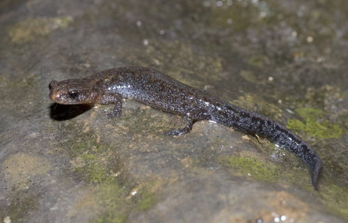 Southern Zigzag Salamander