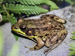Lithobates clamitans
