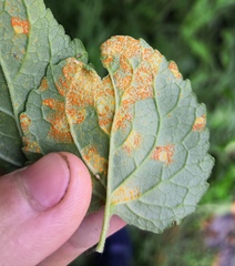 Coleosporium campanulae