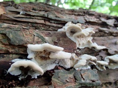 Fungi