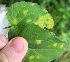 Coleosporium campanulae