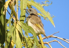 Conopophila albogularis