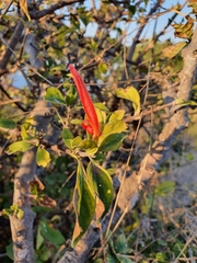 Anisotes rogersii