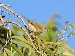 Conopophila albogularis