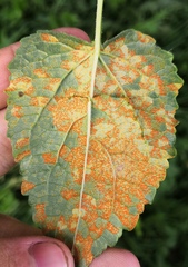 Coleosporium campanulae