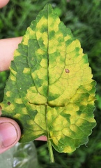 Coleosporium campanulae