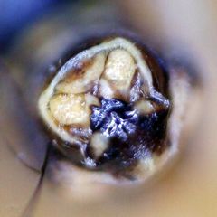 Mesopsocus immunis