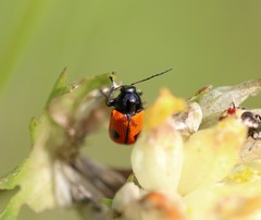 Cryptocephalus bipunctatus