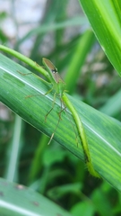 Homoeocerus bipunctatus