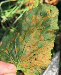 Coleosporium campanulae