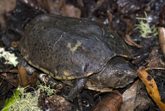 Sternotherus minor