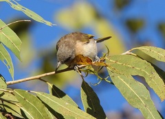 Conopophila albogularis