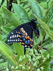 Papilio polyxenes