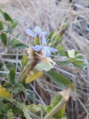 Megalochlamys revoluta