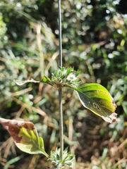 Dicliptera verticillata