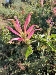 Anisotes formosissimus
